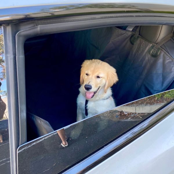 Backseat Pet Cover with Leash on Sale - Image 3